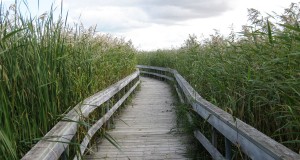 Boardwalk at the marsh