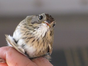 sparrow looking