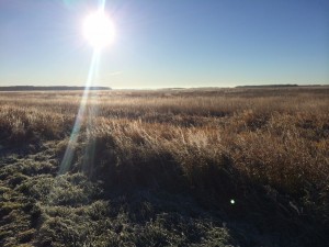Frost on the marsh