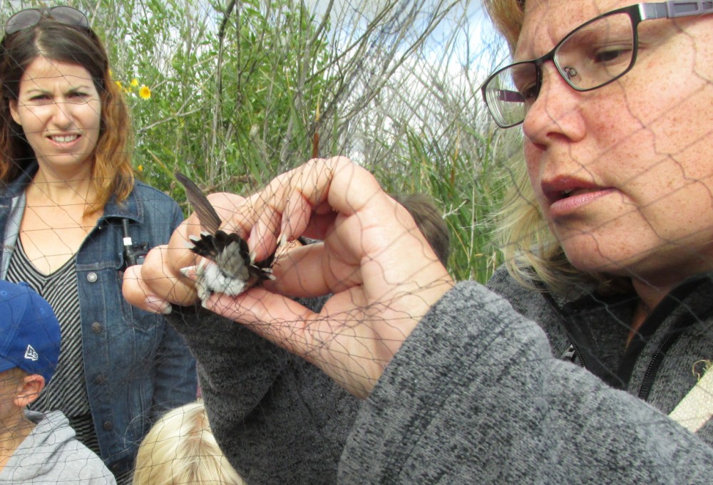 Banding with the Resident Naturalist