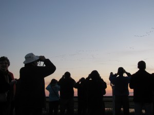 Watching geese from the rooftop