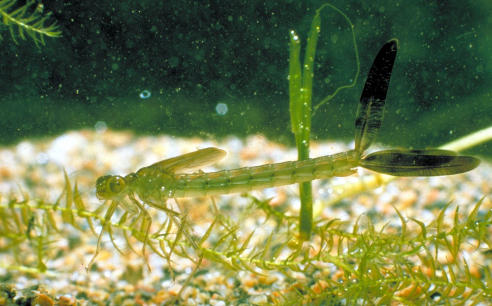 Damselfly Nymph