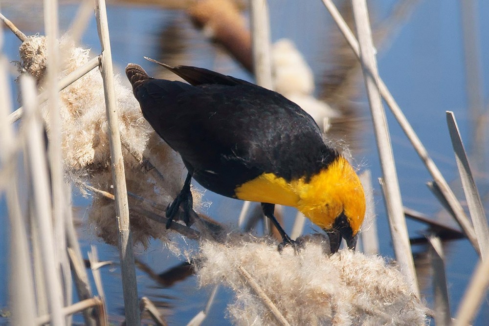 Yellow-headed Blackbird