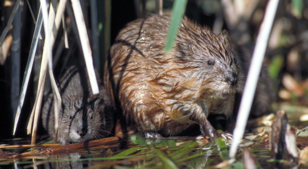 Muskrat