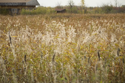 Phragmites - Giant Reed Grass