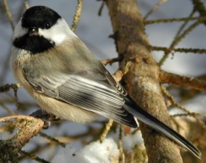 Black_capped_chickadee_cp