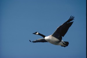 Canada Goose