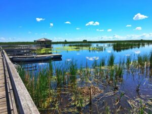 Summer view of the marsh from the boardwalk