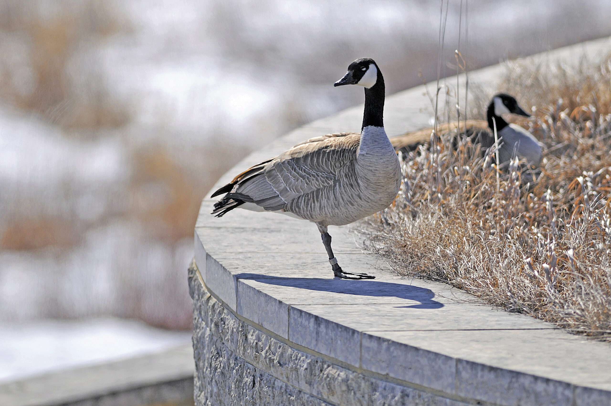 Two Canada Geese on the Wetland Discovery Centre roof at Oak Hammock Marsh