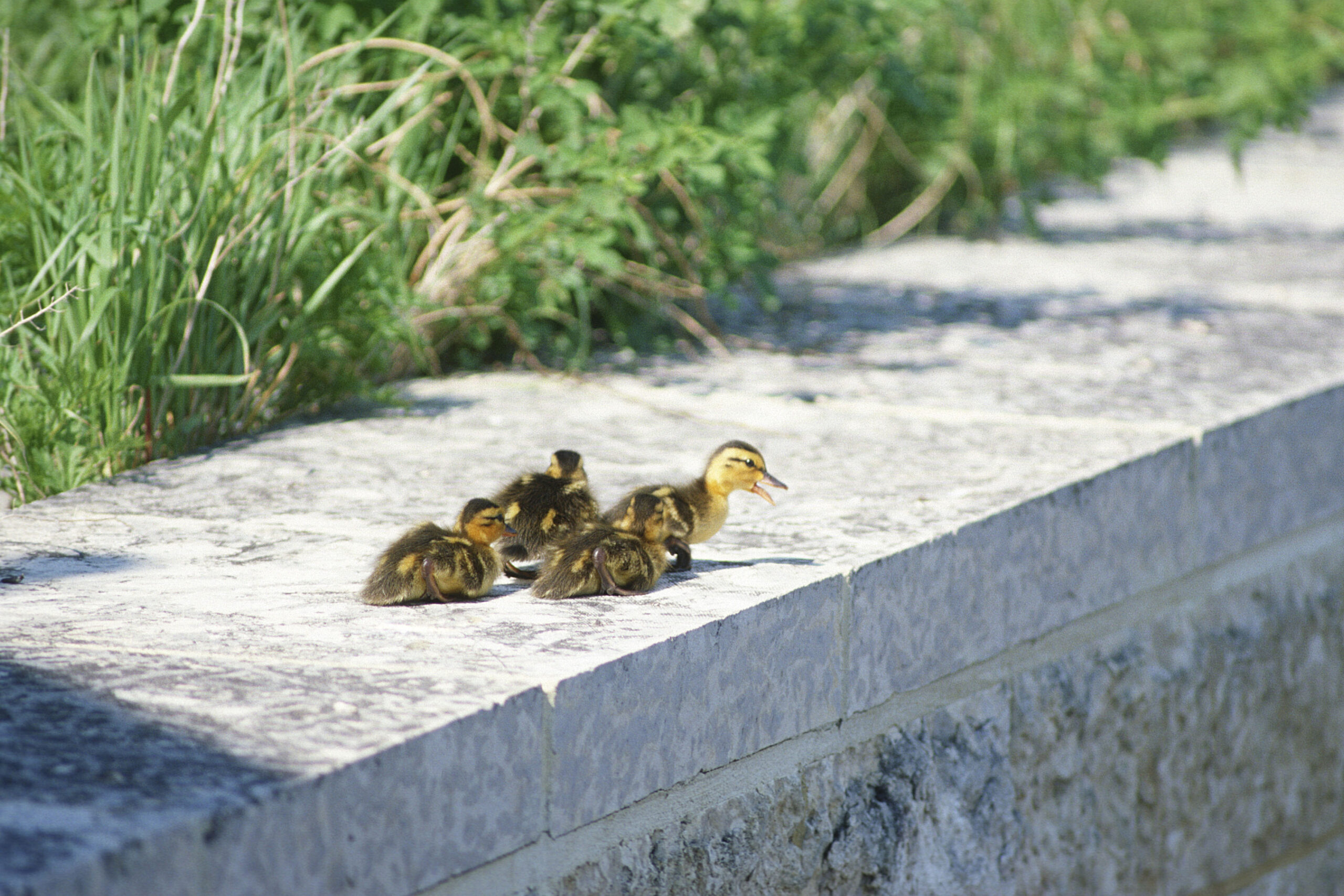 Young ducklings call from a ledge at Oak Hammock Marsh.