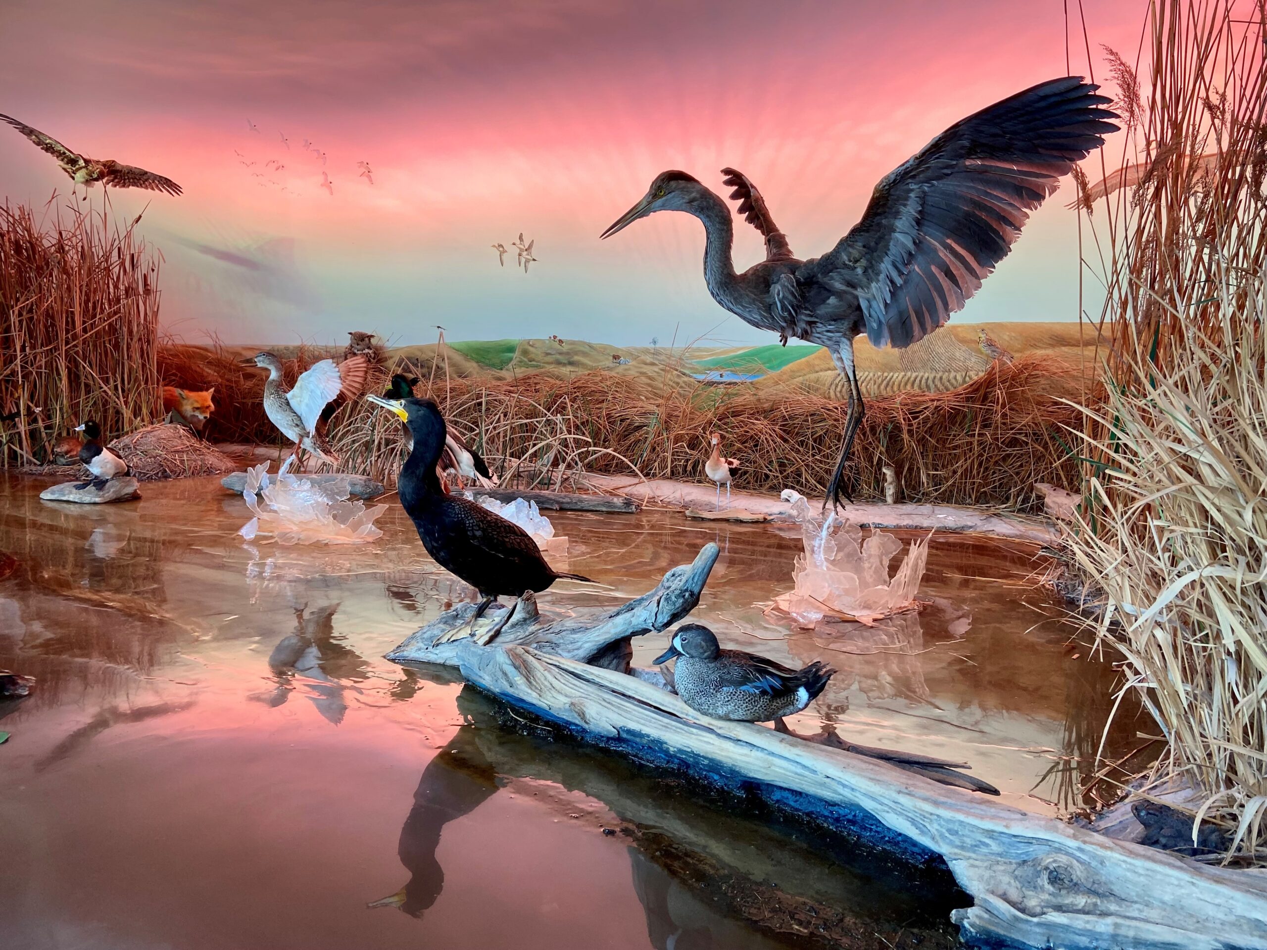 Exhibit Hall Diorama