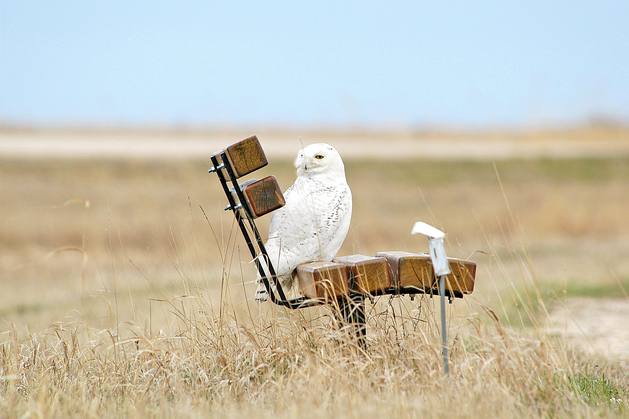 Snowy Owl perched on a park bench, Wetland Discovery Centre at Oak Hammock Marsh.